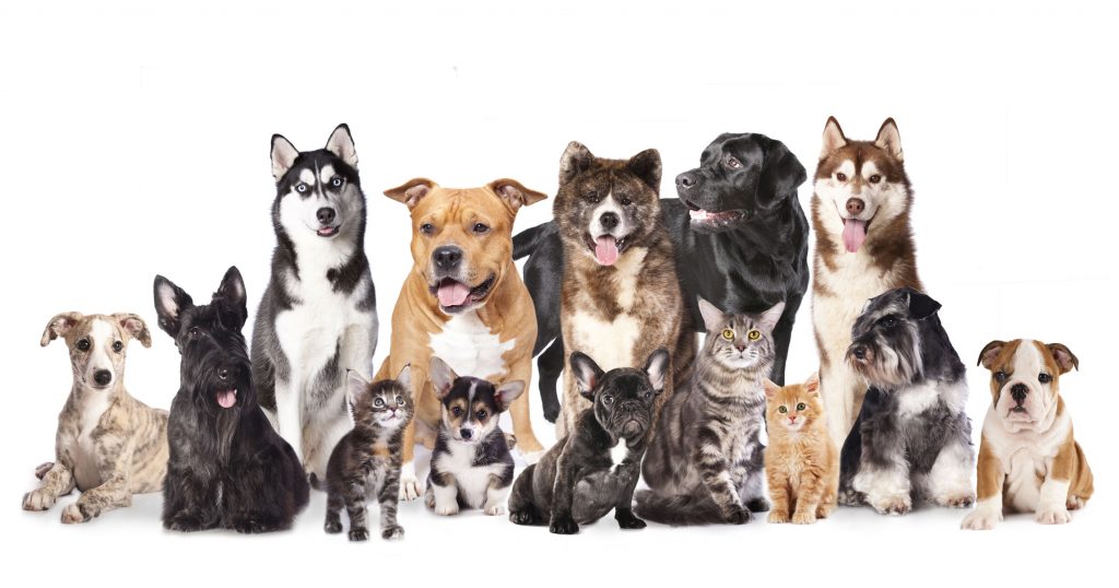 Perfect Pet Finder Service Find a Dog or Cat Online