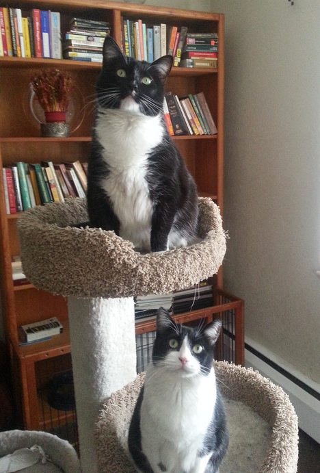 Sophie & Mimi - Gorgeous Tuxedo Girls, 4, For Adoption Near Denver - Pet Re-homing | Pet ...