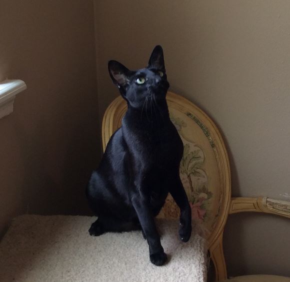 Delilah Exquisite Ebony Oriental Shorthair Cat Adopted in Houston, Texas Pet Rehoming Pet