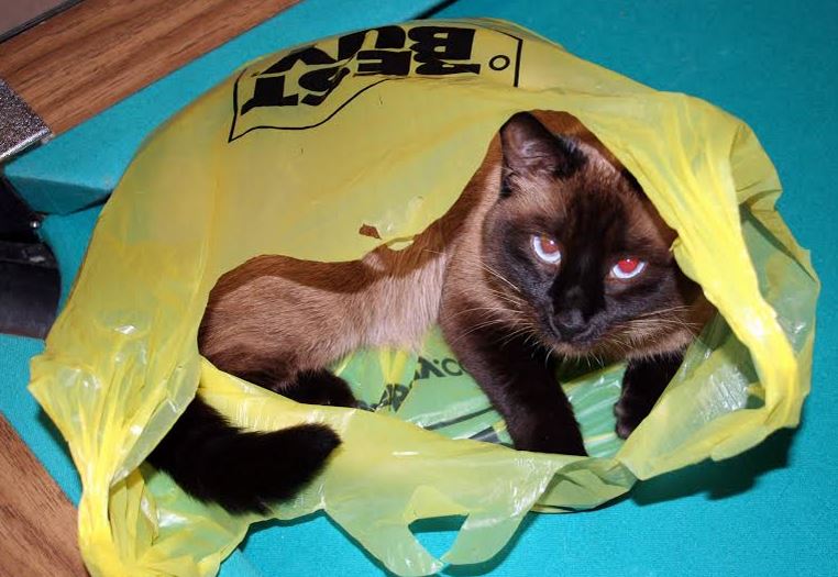 ADOPTED - Lulu - Sweet Purebred Siamese Cat For Adoption Near Chicago