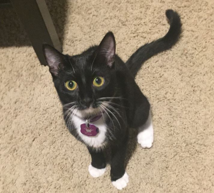 ADOPTED Xena (Warrior Princess) Tuxedo Kitten Houston Texas Pet Rehoming Pet