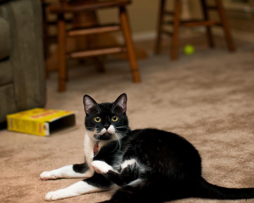 Domestic Short Hair Cats, Dante and Virgil Pet Rehoming Pet Adoptions Pet Taxi Services