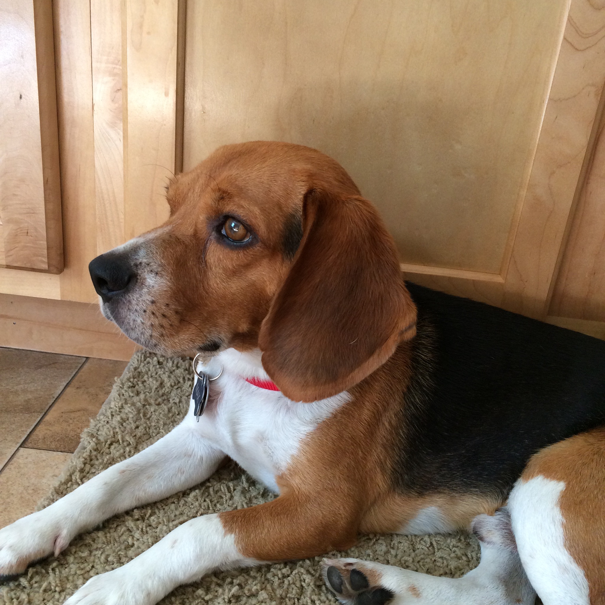 ADOPTED Male Beagle Named Max Pet Rehoming Pet Adoptions Pet