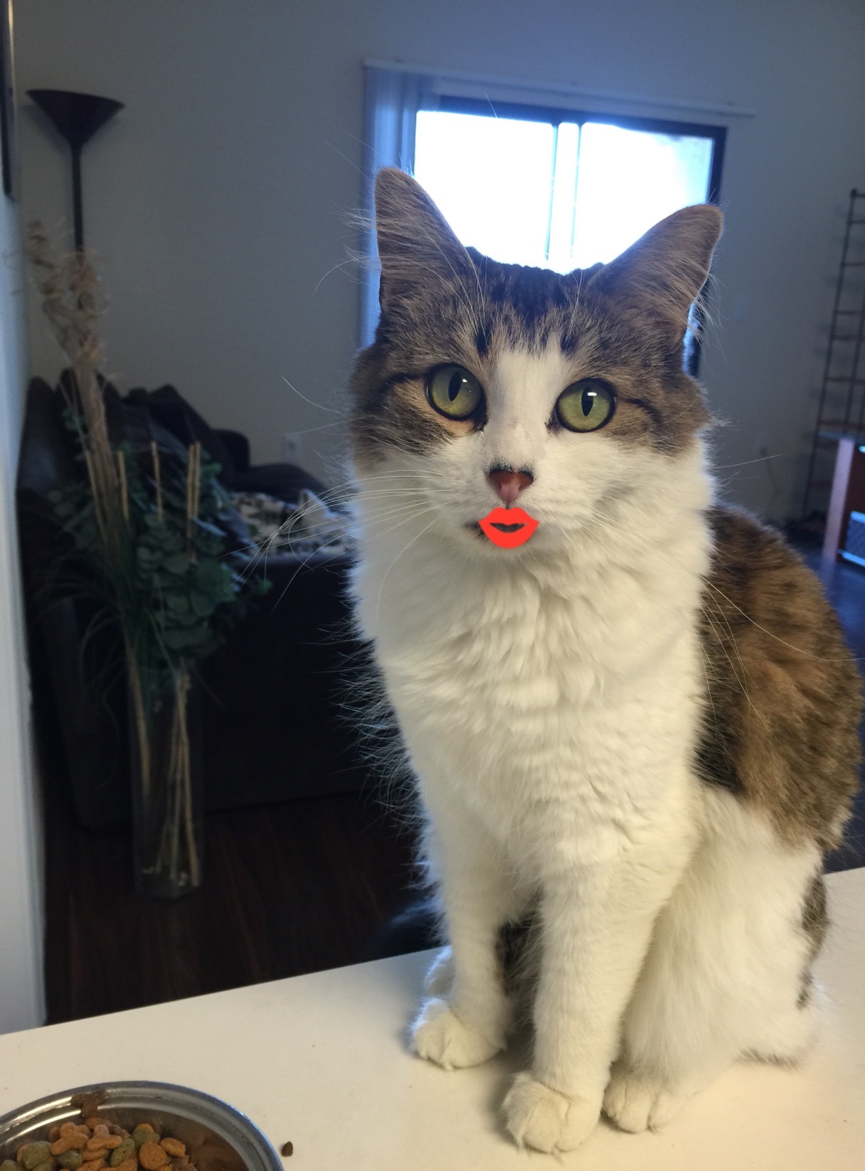 kitty with red lips Pet Rehoming Pet Adoptions Pet Taxi
